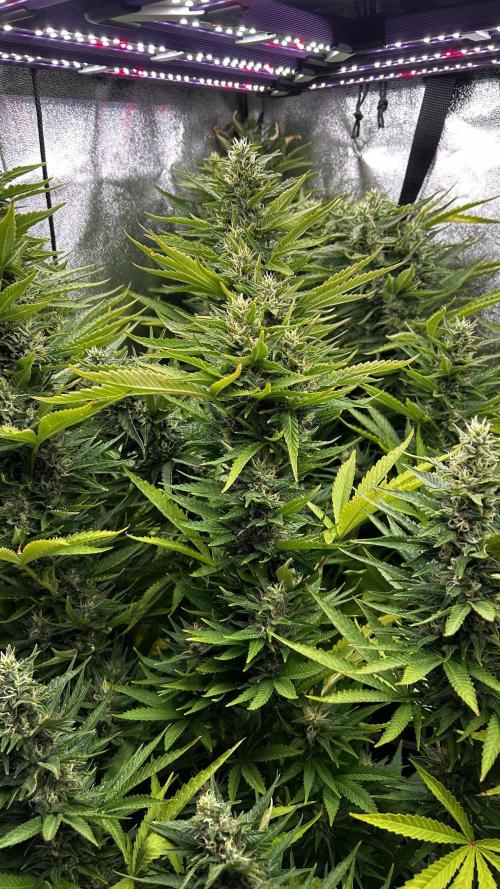 Fast Cakes by Hombre. Week 12