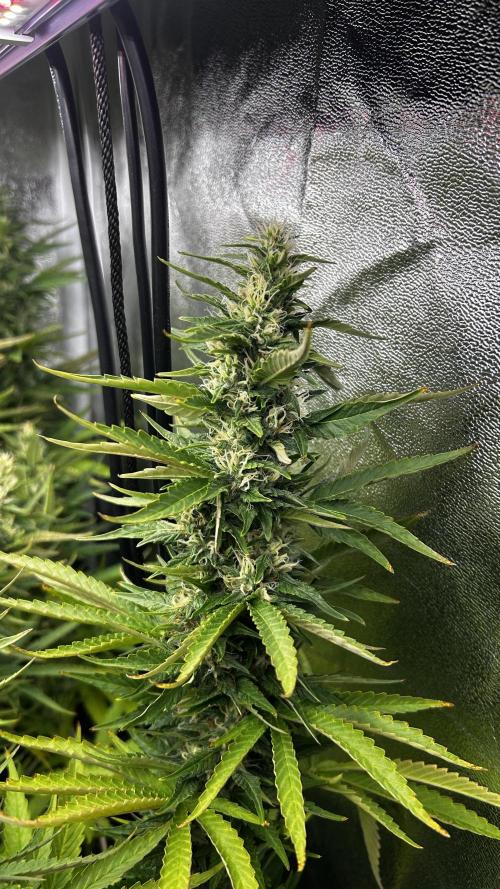 Fast Cakes by Hombre. Week 12