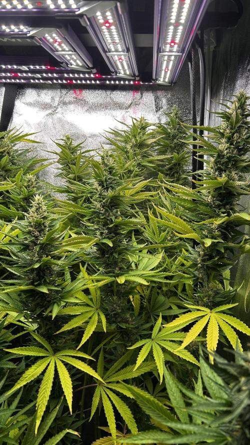 Fast Cakes by Hombre. Week 12