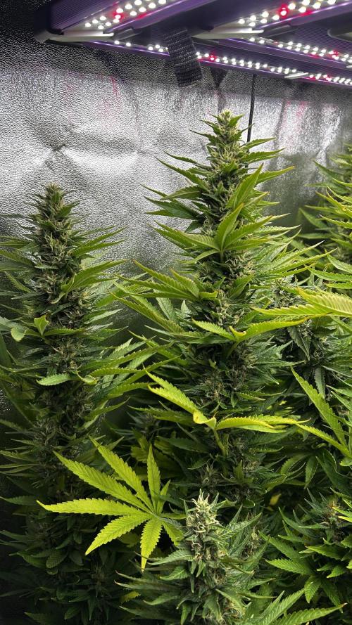 Fast Cakes by Hombre. Week 12