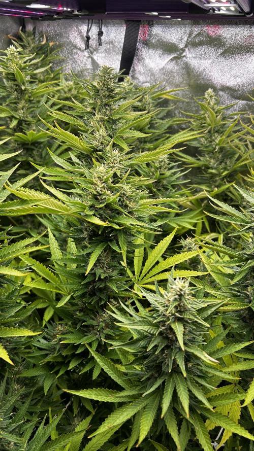 Fast Cakes by Hombre. Week 12
