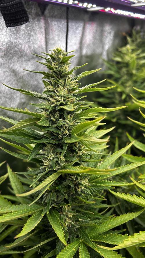Fast Cakes by Hombre. Week 12