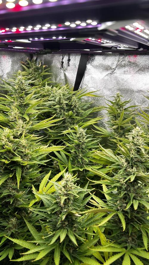 Fast Cakes by Hombre. Week 12