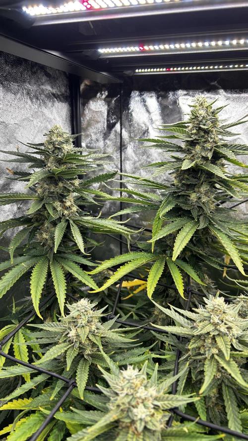 Papaya Zoap F1 Fast by Sweet Seeds. Week 12