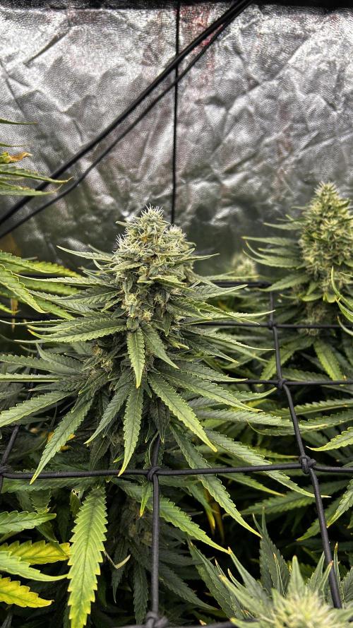 Papaya Zoap F1 Fast by Sweet Seeds. Week 12