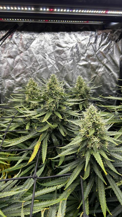 Papaya Zoap F1 Fast by Sweet Seeds. Week 12