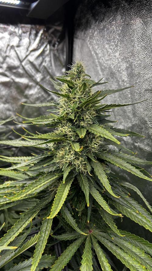 Papaya Zoap F1 Fast by Sweet Seeds. Week 12