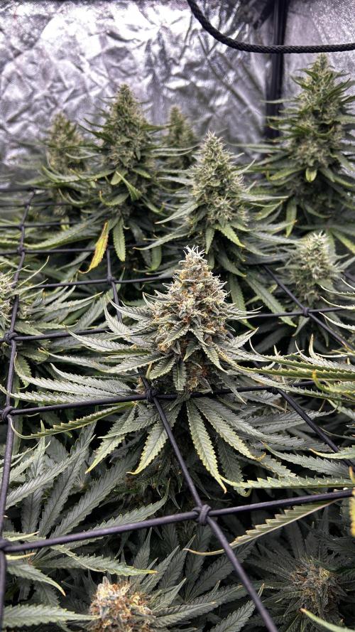 Papaya Zoap F1 Fast by Sweet Seeds. Week 12