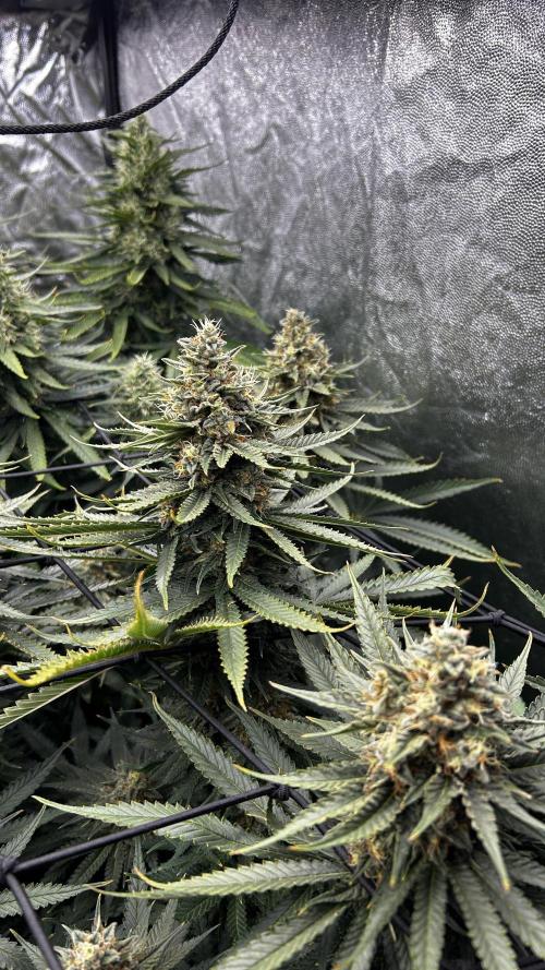 Papaya Zoap F1 Fast by Sweet Seeds. Week 12