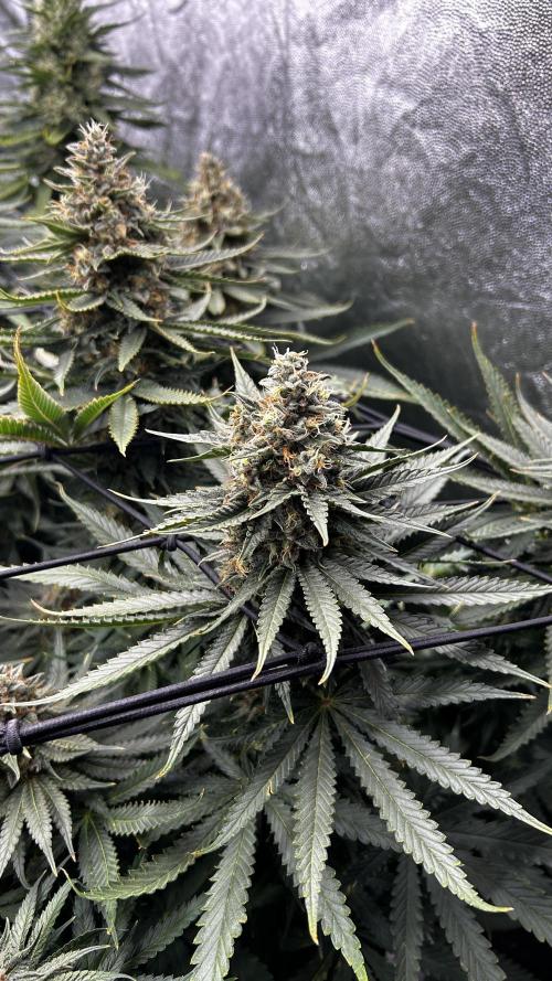 Papaya Zoap F1 Fast by Sweet Seeds. Week 12