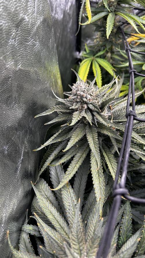Papaya Zoap F1 Fast by Sweet Seeds. Week 12