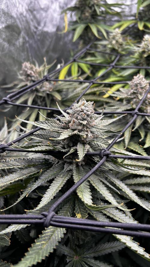 Papaya Zoap F1 Fast by Sweet Seeds. Week 12