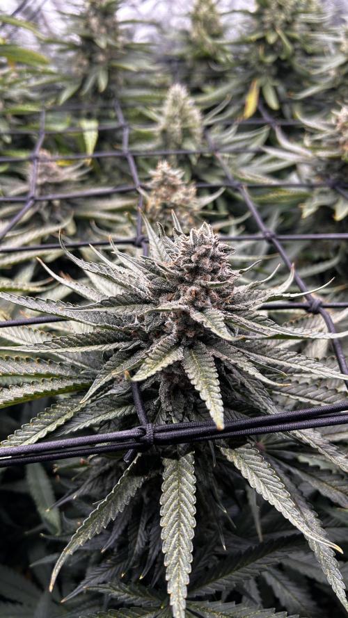 Papaya Zoap F1 Fast by Sweet Seeds. Week 12