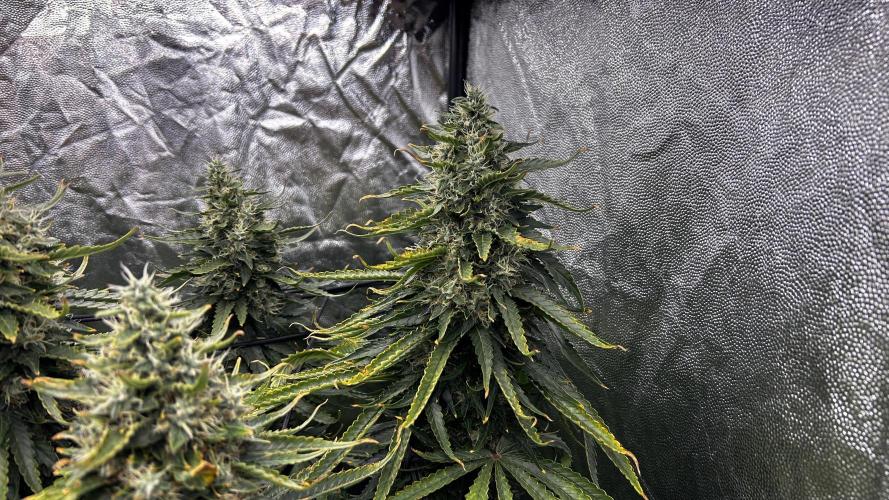 Papaya Zoap F1 Fast by Sweet Seeds. Week 13