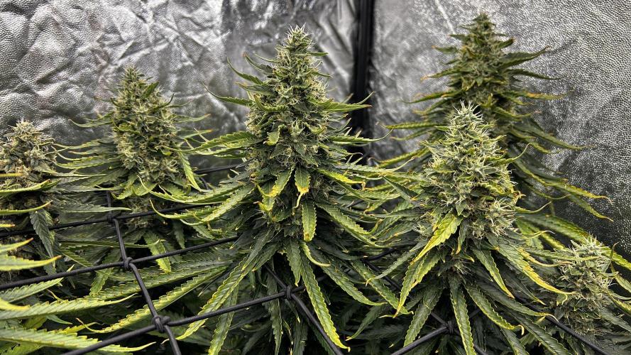 Papaya Zoap F1 Fast by Sweet Seeds. Week 13