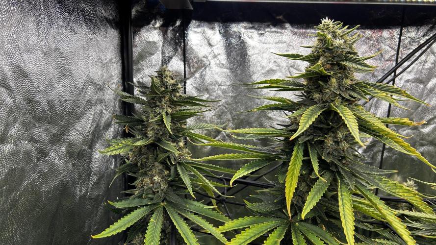 Papaya Zoap F1 Fast by Sweet Seeds. Week 13