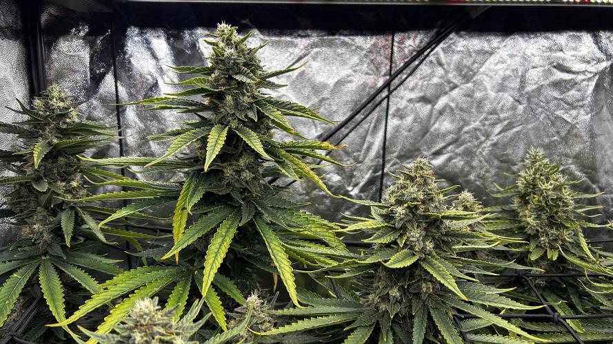 Papaya Zoap F1 Fast by Sweet Seeds. Week 13