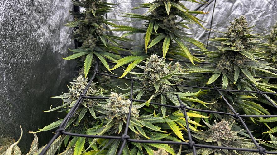 Papaya Zoap F1 Fast by Sweet Seeds. Week 13