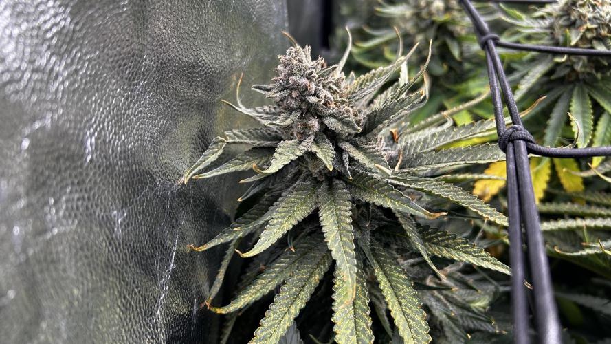 Papaya Zoap F1 Fast by Sweet Seeds. Week 13