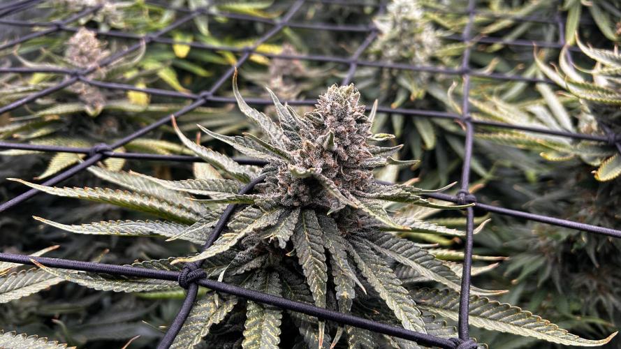 Papaya Zoap F1 Fast by Sweet Seeds. Week 13
