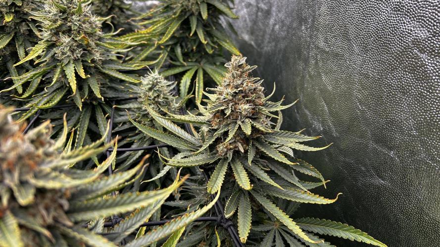 Papaya Zoap F1 Fast by Sweet Seeds. Week 13