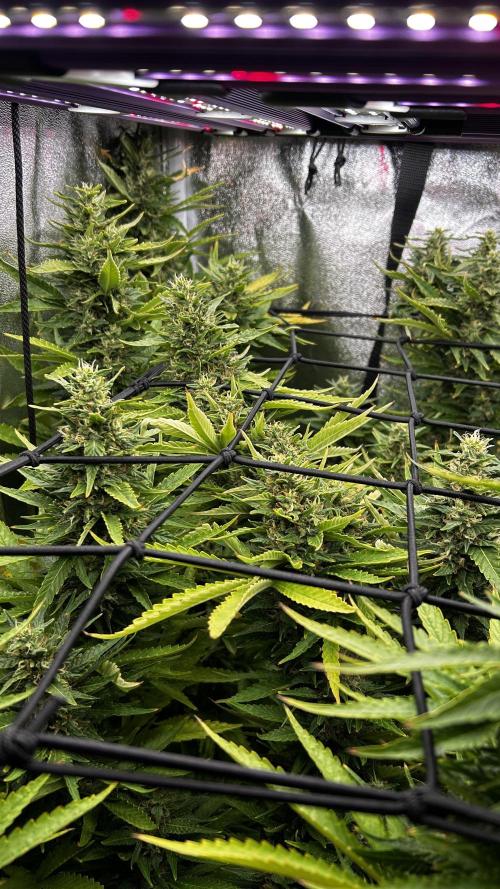Fast Cakes by Hombre. Week 13