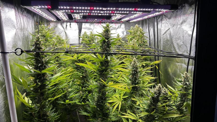 Fast Cakes by Hombre. Week 13
