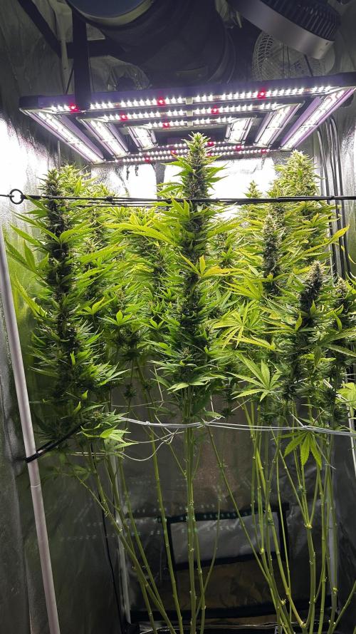 Fast Cakes by Hombre. Week 13