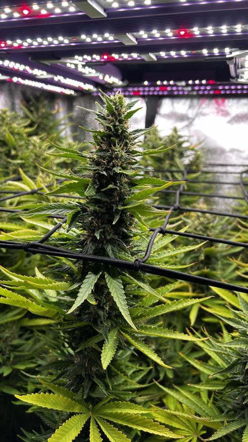 Fast Cakes by Hombre. Week 13