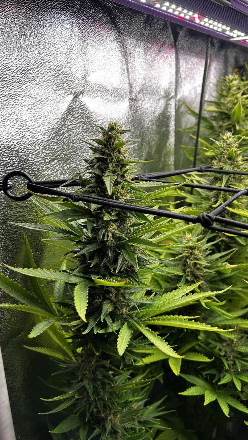 Fast Cakes by Hombre. Week 13