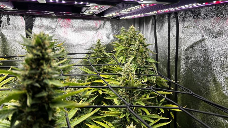 Fast Cakes by Hombre. Week 13