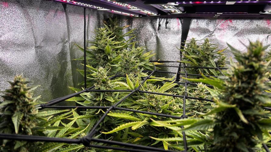 Fast Cakes by Hombre. Week 13