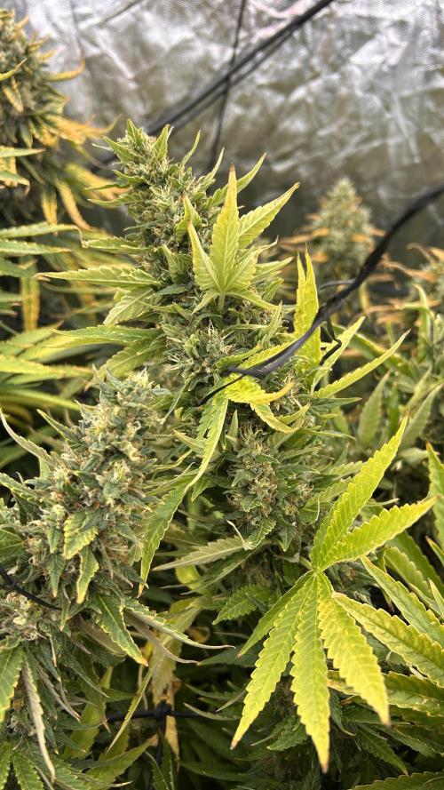 Fast Cakes by Hombre. Week 14
