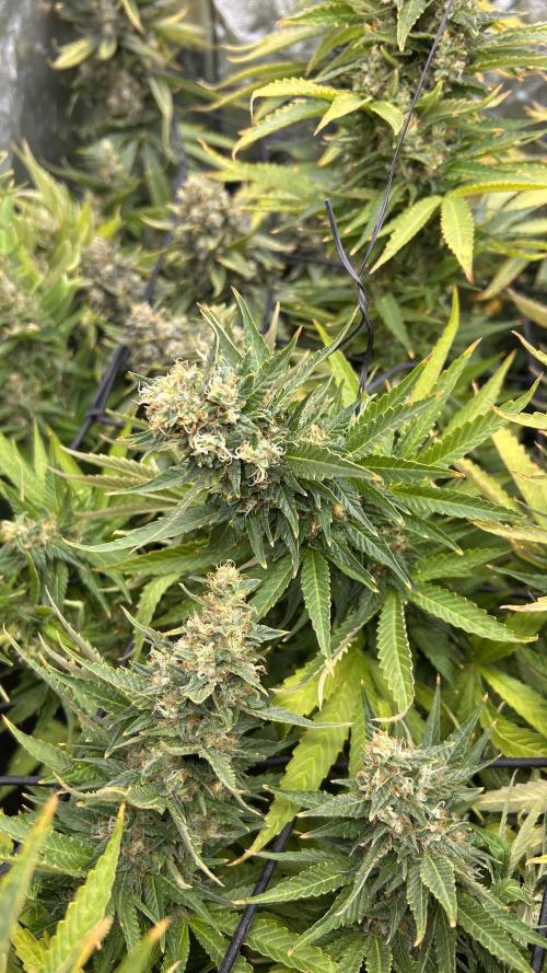 Fast Cakes by Hombre. Week 14
