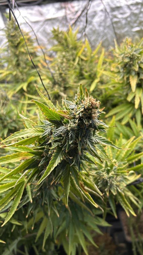 Fast Cakes by Hombre. Week 14