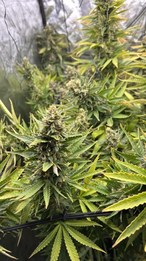 Fast Cakes by Hombre. Week 14