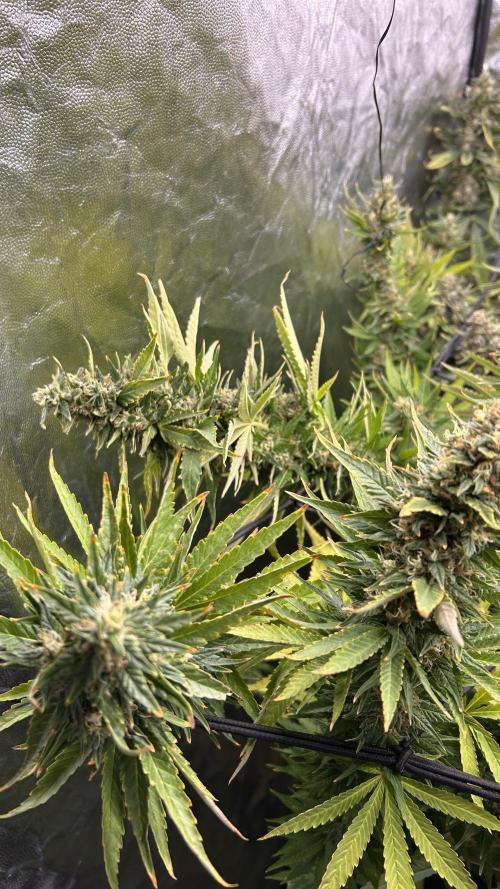 Fast Cakes by Hombre. Week 14