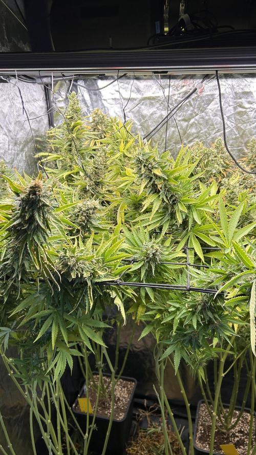 Fast Cakes by Hombre. Week 14