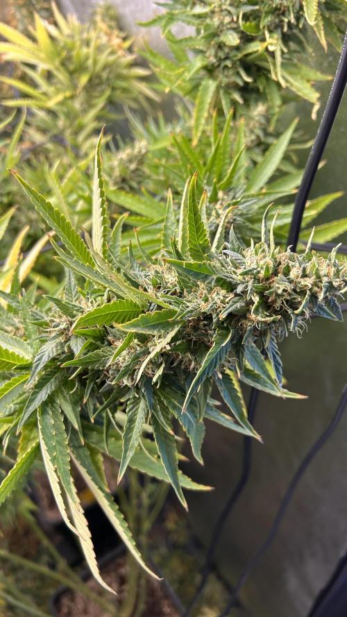 Fast Cakes by Hombre. Week 14