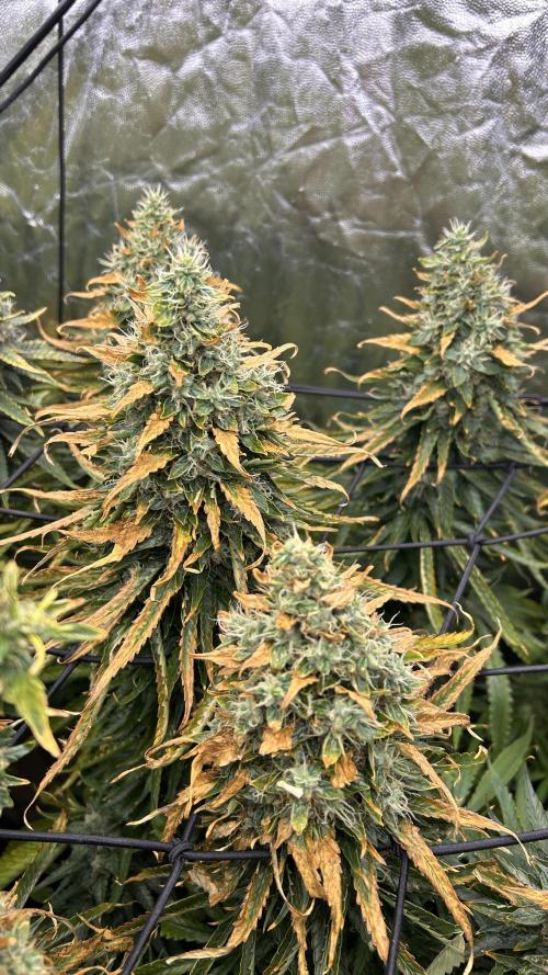 Papaya Zoap F1 Fast by Sweet Seeds. Week 14