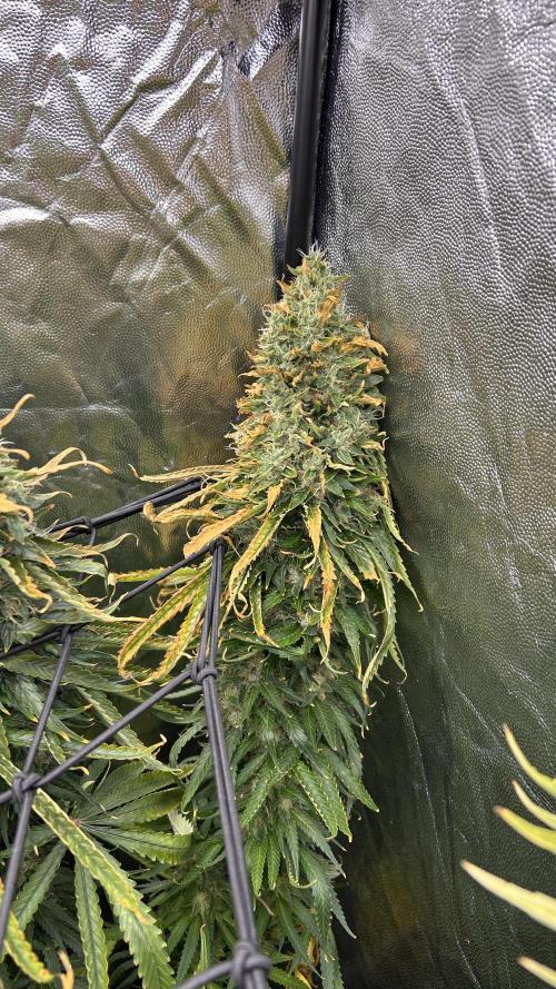 Papaya Zoap F1 Fast by Sweet Seeds. Week 14