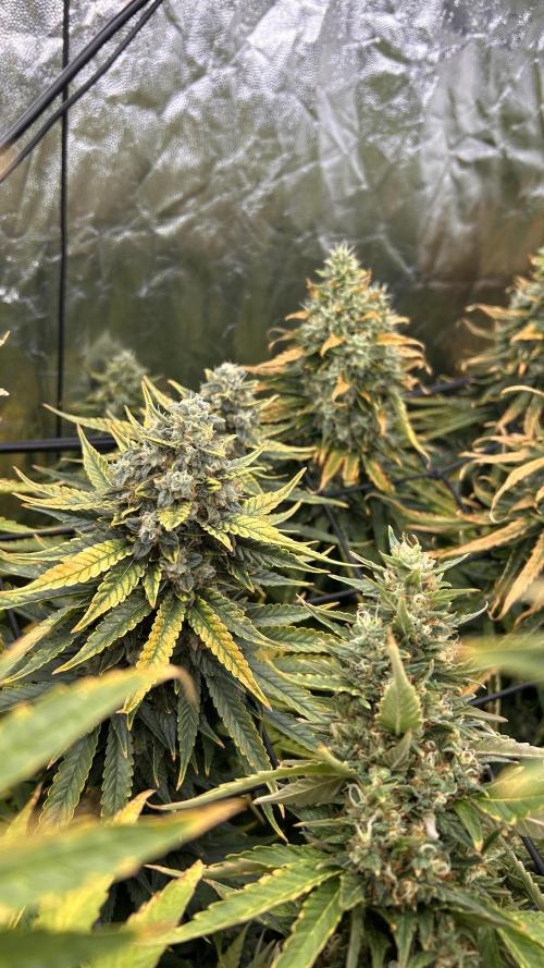 Papaya Zoap F1 Fast by Sweet Seeds. Week 14