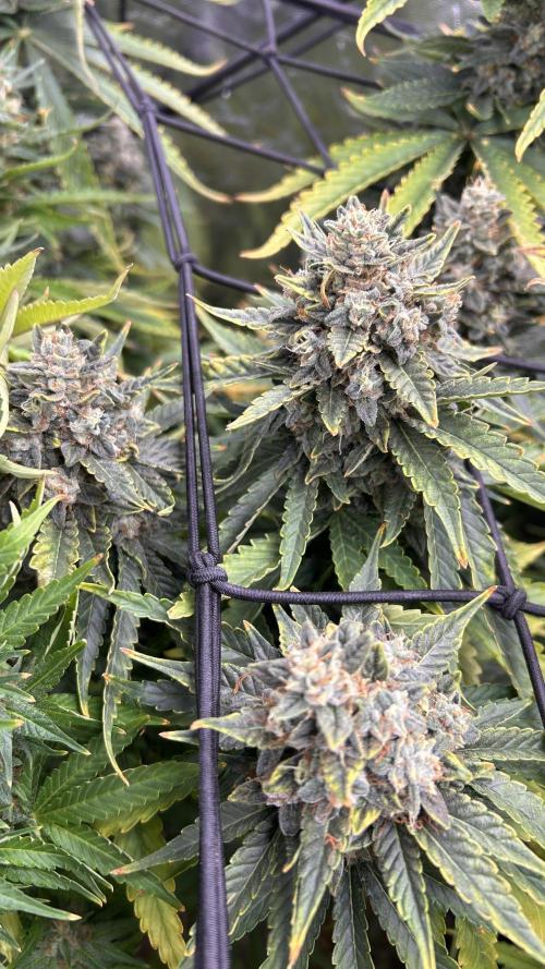 Papaya Zoap F1 Fast by Sweet Seeds. Week 14