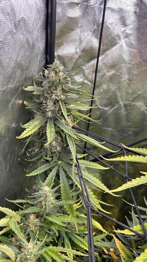 Papaya Zoap F1 Fast by Sweet Seeds. Week 14