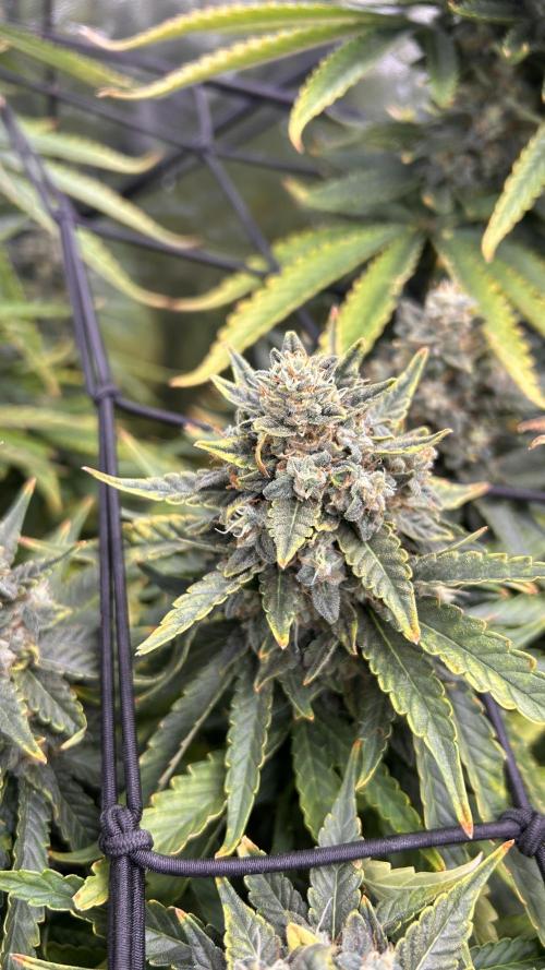 Papaya Zoap F1 Fast by Sweet Seeds. Week 14