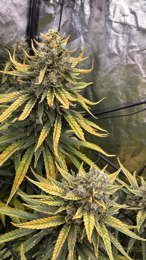 Papaya Zoap F1 Fast by Sweet Seeds. Week 14