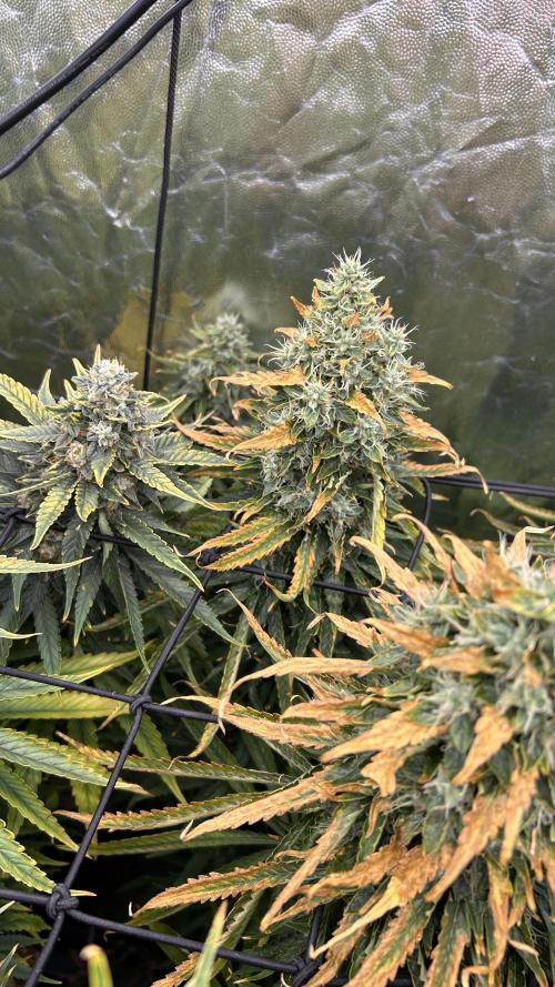 Papaya Zoap F1 Fast by Sweet Seeds. Week 14