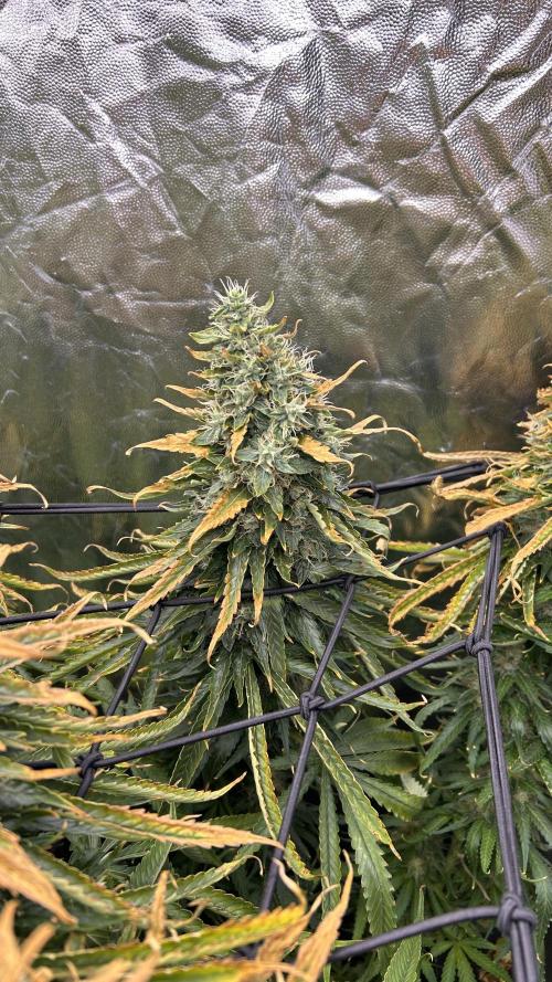 Papaya Zoap F1 Fast by Sweet Seeds. Week 14