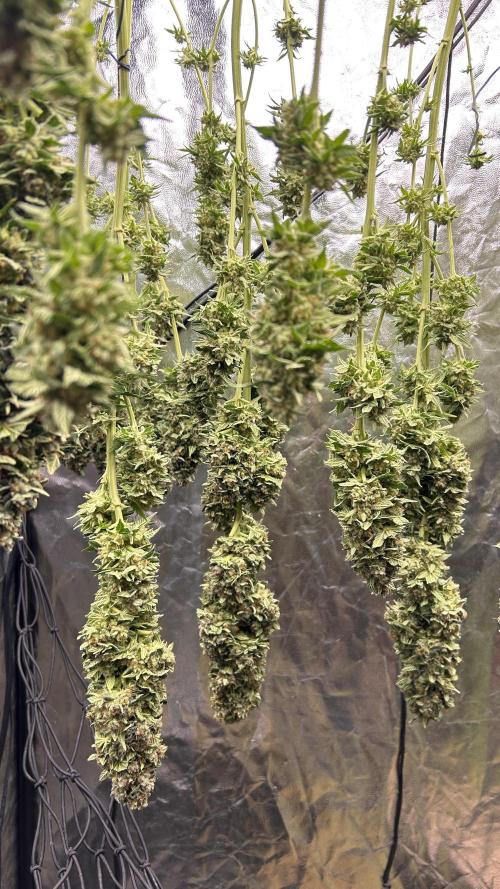 Papaya Zoap F1 Fast by Sweet Seeds. Week 15