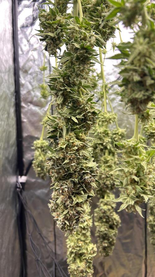 Papaya Zoap F1 Fast by Sweet Seeds. Week 15